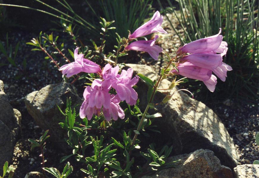 Penstemon fruticosus en fleurs sur des éboulis des Rocheuses